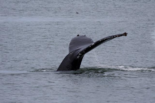 035 Tracy Arm, Bultrugwalvis.jpg